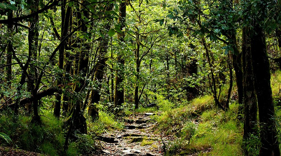Binsar